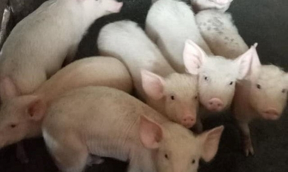 Giao dịch tốt hơn, giá heo hơi vẫn giữ nguyên