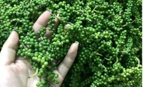 Xu hướng giá hồ tiêu 'nghỉ tết' kéo dài