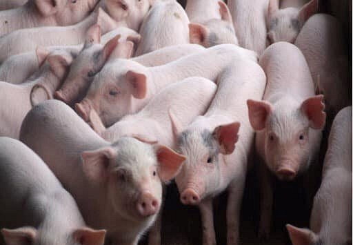 Giá heo hơi đang dần ổn định trở lại