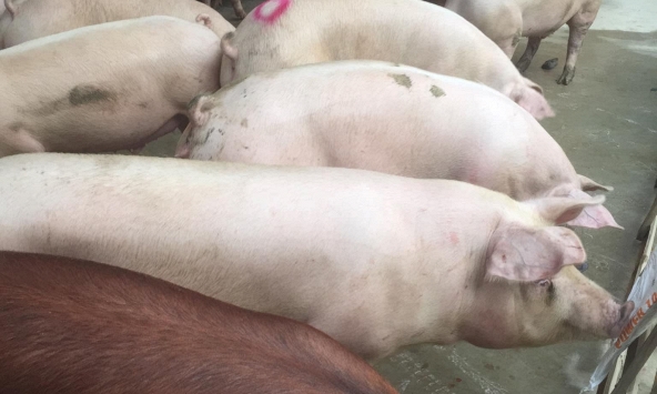 Giá heo những ngày tới vẫn trong xu hướng giảm