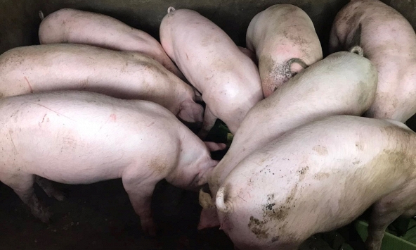 Đà giảm giá heo hơi vẫn chưa dừng