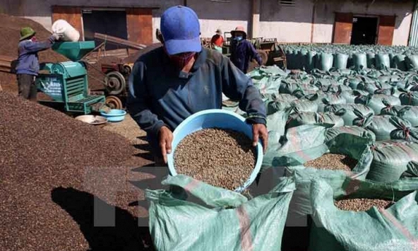Giá cà phê xuất khẩu tháng 1/2022 tăng gần 30% so với cùng kỳ 2021