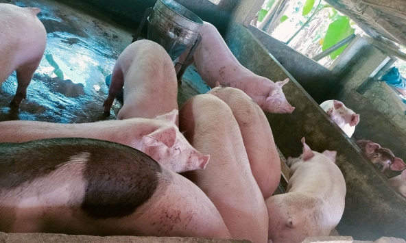 Giá heo hơi rục rịch tăng lại