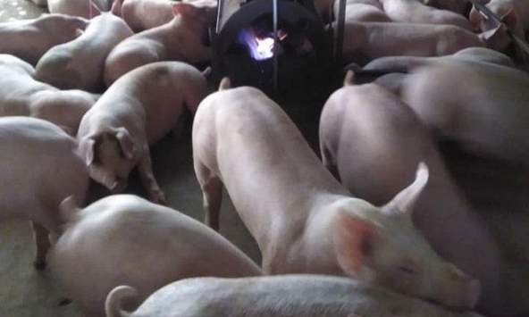 Giá heo hơi hôm nay 4/3: Sắp tăng mạnh