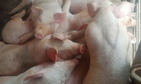 Giá heo hơi hôm nay 3/3: Tăng nhẹ tại miền Bắc