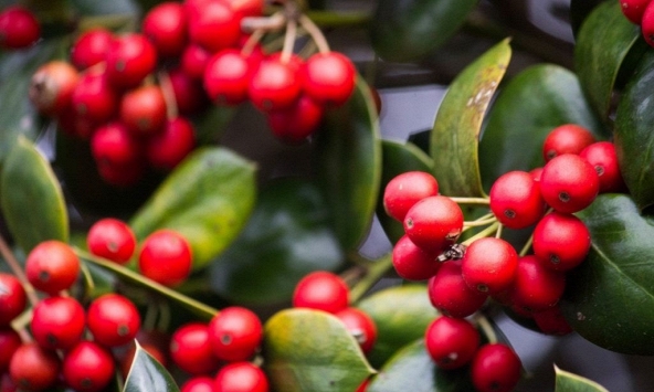 Thị trường nông sản hôm nay 3/3: Giá hồ tiêu lao dốc, cà phê giảm mạnh