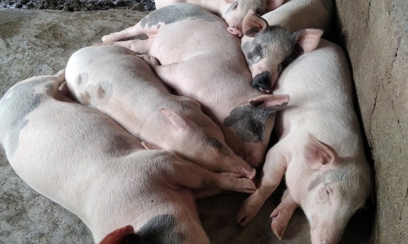 Giá heo hơi tuần tới sẽ duy trì đà tăng