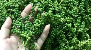 Xuất khẩu hồ tiêu hai tháng đầu năm giảm về lượng nhưng giá trị tăng vọt