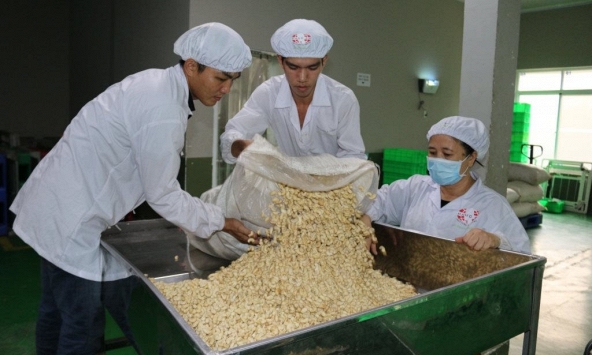 Sợ bị lừa mất 100 container hạt điều tại Italia, VINACAS cầu cứu 