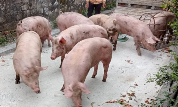 Giá thức ăn chăn nuôi tăng cao do tình hình Ukraina