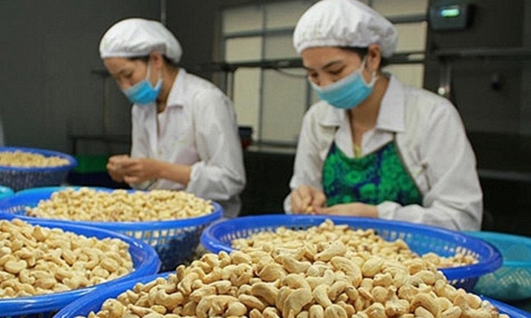 Vụ nghi lừa đảo 100 container hạt điều: Trách nhiệm của ngân hàng đến đâu?