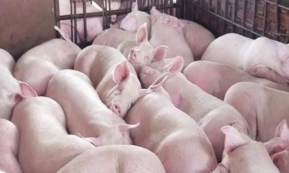 Giá heo hơi được dự báo khó tăng trong những ngày tới