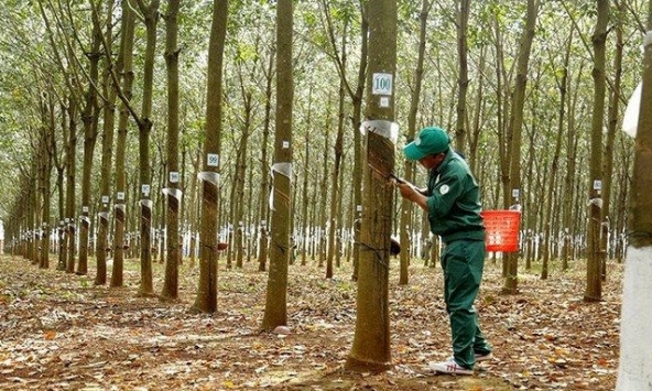 Cao su xuất khẩu chịu tác động tiêu cực từ cuộc chiến Nga – Ukraina