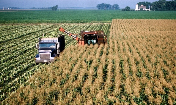 Trung Quốc tăng cường mua ngô của Mỹ khi căng thẳng Nga - Ukraina khiến nguồn cung gặp rủi ro