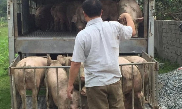 Giá heo hơi không ghi nhận tăng thêm