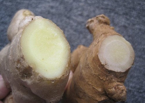 Cách phân biệt gừng ta và gừng Trung Quốc