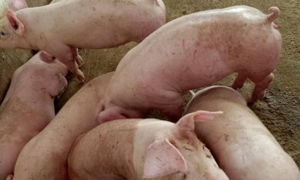 Giá heo hơi một số tỉnh miền Nam tăng nhẹ