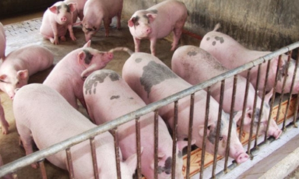 Giá heo hơi tại các tỉnh phía Nam giảm 1.000 đồng/kg