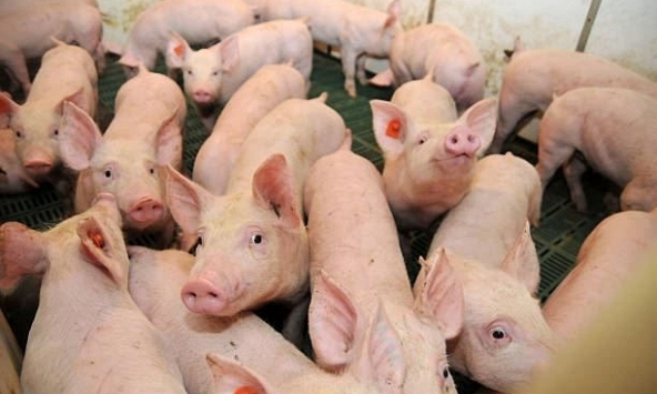 Thị trường giao dịch chậm, giá heo hơi nhiều nơi giảm nhẹ