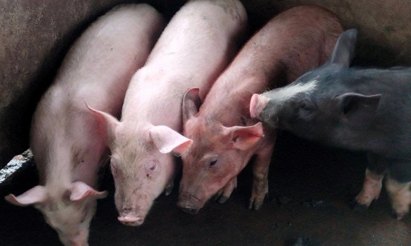 Thị trường giao dịch chậm, giá heo hơi nhiều nơi giảm nhẹ