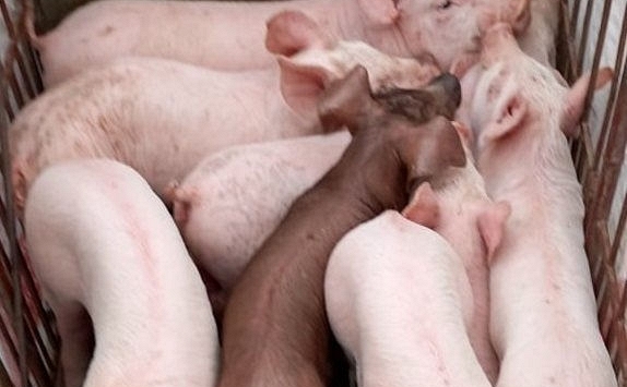 Giá heo hơi tại một số nơi tăng nhẹ