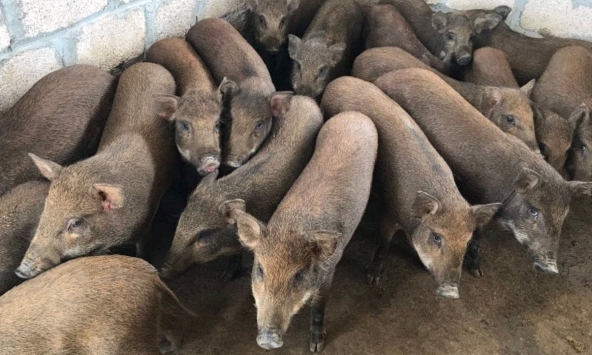 Doanh nghiệp tăng giá, heo hơi miền Bắc sắp tăng trở lại?