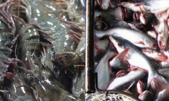 Xuất khẩu thủy sản quý I/2022 đạt hơn 2,4 tỷ USD