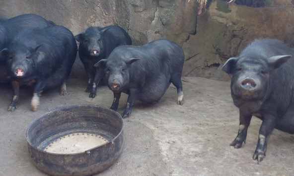 Giá heo hơi bắt đầu tăng