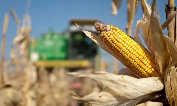 Chiến sự Nga - Ukraina đẩy giá lương thực lên cao kỷ lục