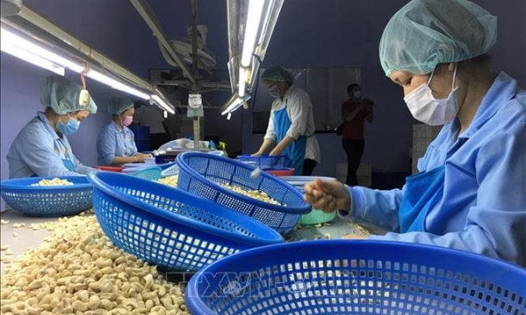 Xuất khẩu điều quý I/2022 giảm nhẹ