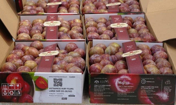 Đặc sản mận hậu, mơ chùa hương được người tiêu dùng ưa chuộng