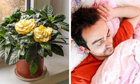 10 loại cây trồng trong nhà tốt cho sức khỏe, nhất định phải biết
