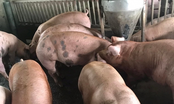 Giá heo hơi tăng mạnh tại một số địa phương