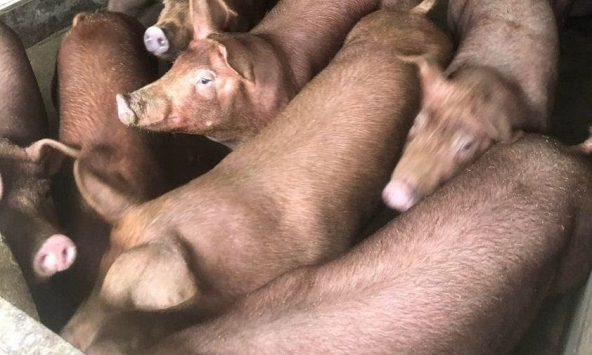 Dịch tả châu Phi lại thách thức giá heo hơi