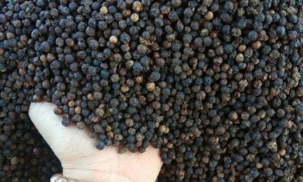 Dự báo giá hạt tiêu trong thời gian tới giảm do nhu cầu tiêu thụ vẫn chậm.