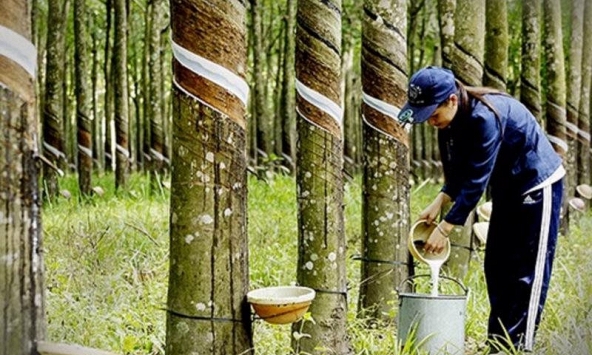 Xuất khẩu cao su sang Trung Quốc tăng trở lại