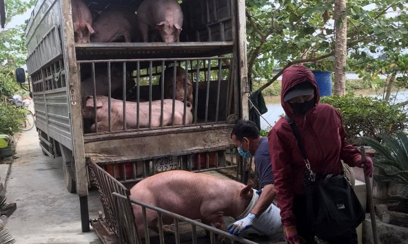 Giá heo hơi miền Trung, miền Nam tăng nhanh hơn miền Bắc