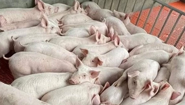 Các công ty tăng giá heo thịt tại miền Bắc, giá heo tiếp tục tăng