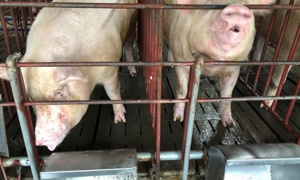 Doanh nghiệp tiếp tục tăng giá heo hơi tại miền Bắc