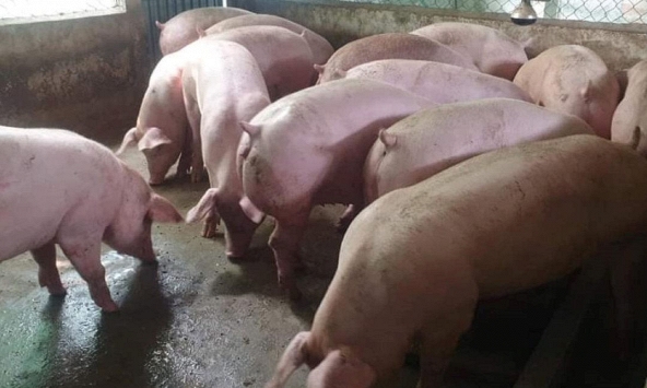 Giá heo hơi tiếp tục tăng