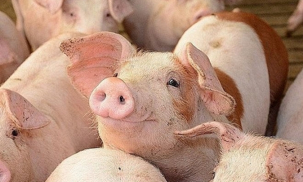 Giá heo hơi những ngày tới có chạm mốc 60.000 đồng/kg?