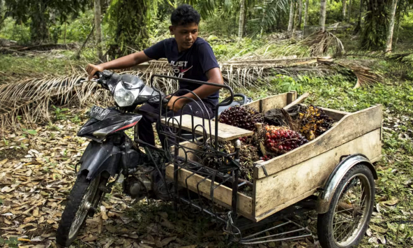Lệnh cấm dầu cọ của Indonesia đe dọa lạm phát lương thực toàn cầu