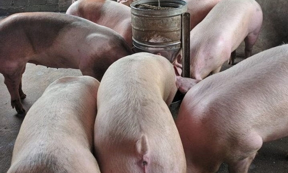 Giá heo hơi miền Bắc tăng thêm 1.000 đồng/kg