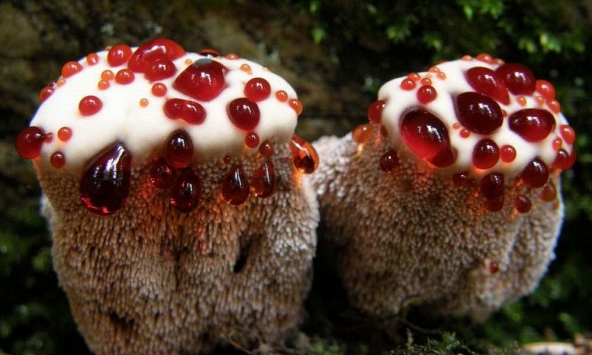 Top 6 loài nấm kỳ lạ nhất trong tự nhiên