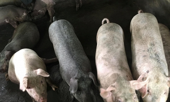 Giá heo hơi vẫn chờ ngưỡng mới