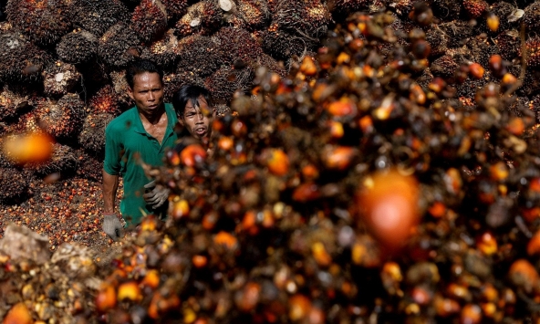 Thị trường toàn cầu trước ‘cú sốc’ cấm xuất khẩu dầu ăn của Indonesia