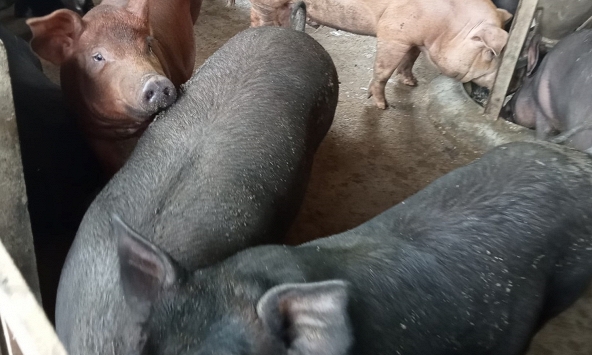 Giá heo hơi có dấu hiệu giảm nhẹ          