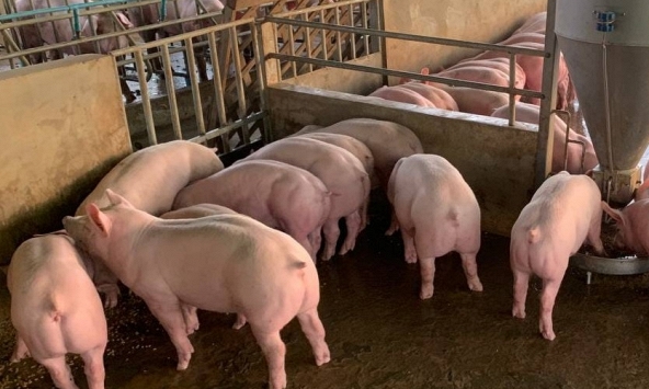 Giá heo hơi miền Bắc chịu sức ép dịch tả châu Phi