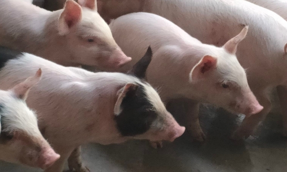 Giá heo hơi chuyển biến tích cực