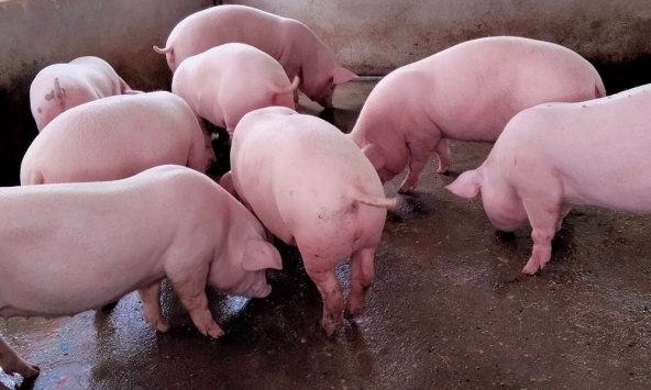 Giá heo hơi hôm nay 5/5: Doanh nghiệp tăng giá